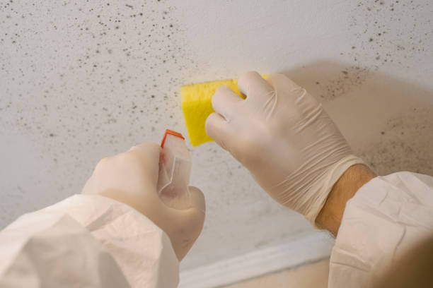 Fairplains, NC Mold Inspection, Removal & Remediation Company